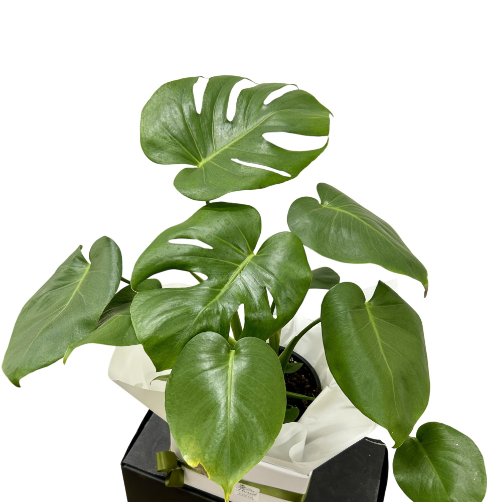 Monstera